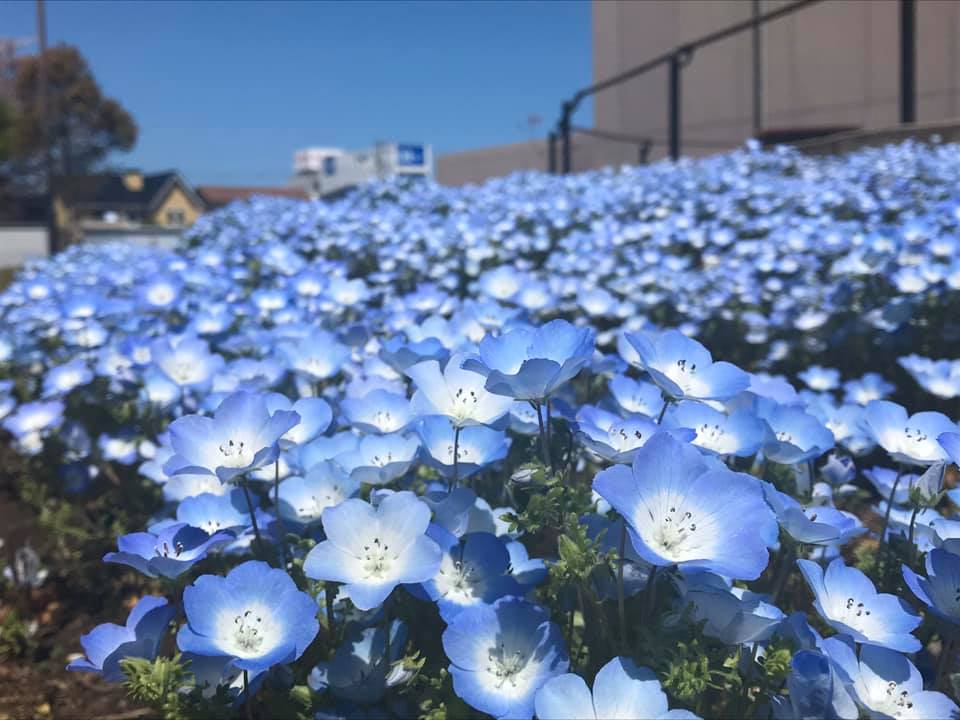 花と緑いっぱいのまちづくりプロジェクト ひたちなかまちづくり株式会社