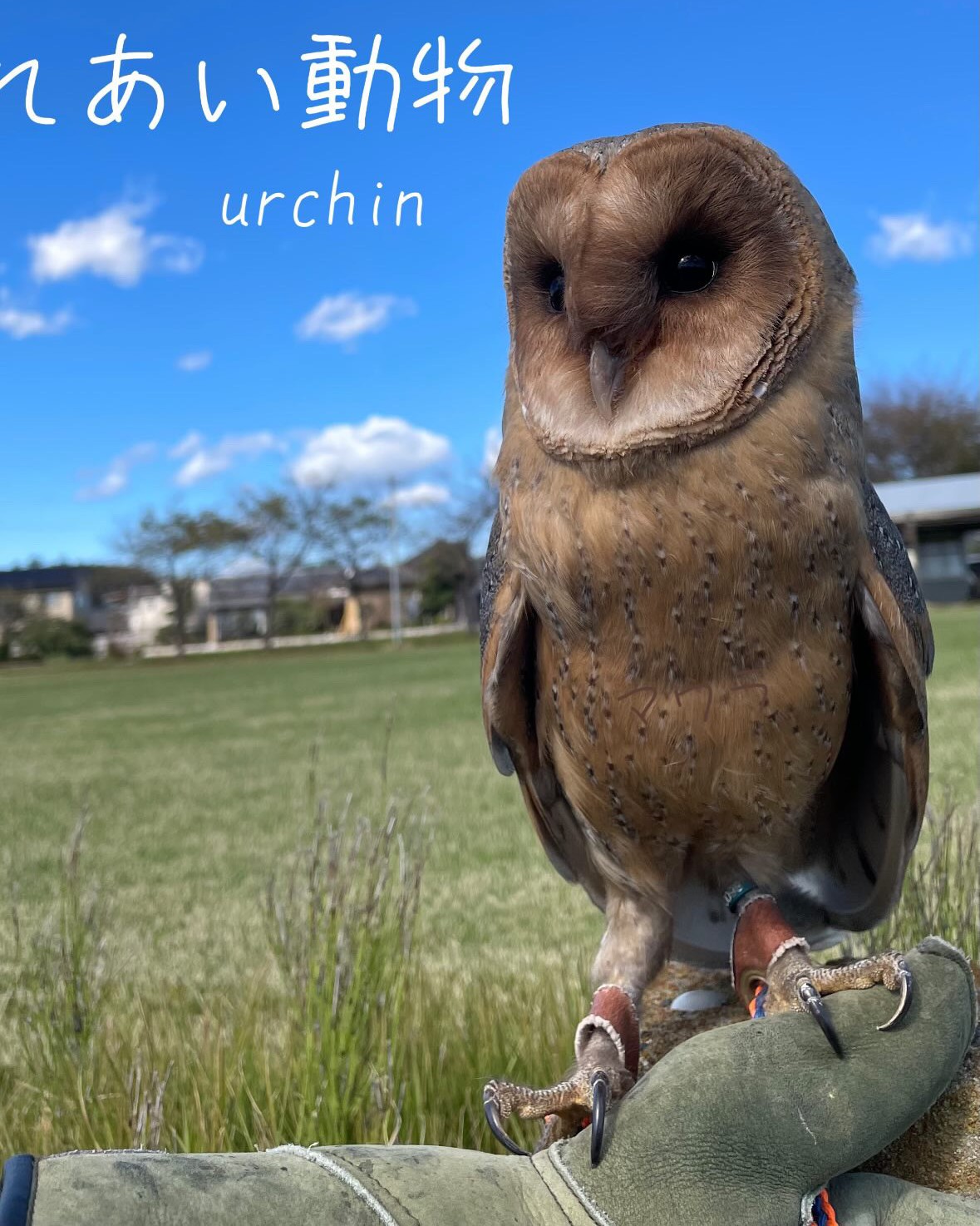 urchin 移動動物園 勝田TAMARIBA横丁 茨城 ひたちなか