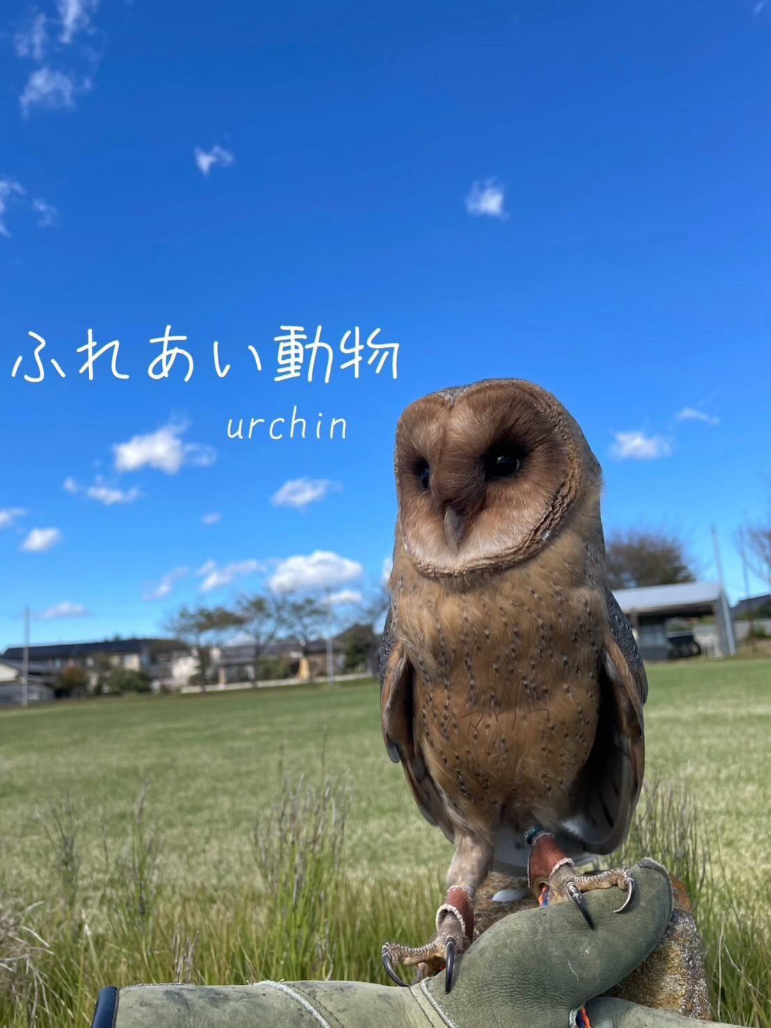 urchin ふれあい動物園 勝田TAMARIBA横丁 茨城 ひたちなか